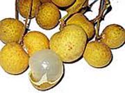 longan