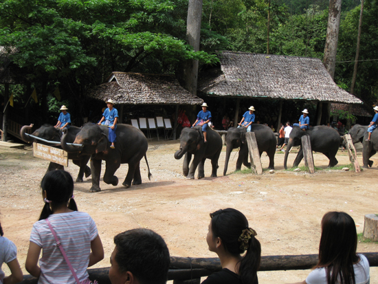  Maesa Elephant Camp