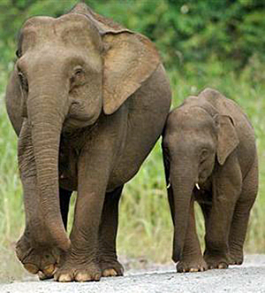 thai-elephant-06